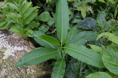 Sapium laurocerasus