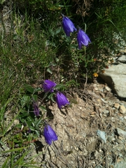 Adenophora morrisonensis