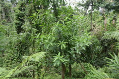 Sapium laurocerasus