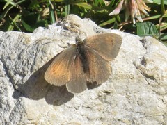 Erebia tyndarus