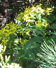 Senecio nemorensis