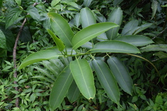 Sapium laurocerasus