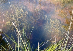 Potamogeton drummondii
