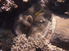 Stichodactyla mertensii