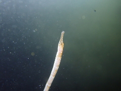 Syngnathus acus