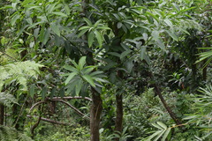 Sapium laurocerasus