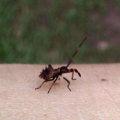 Coreus marginatus