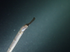Syngnathus acus