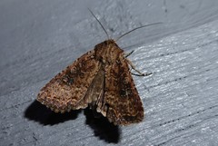 Ichneutica morosa