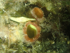 Lutraria lutraria