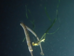 Syngnathus acus
