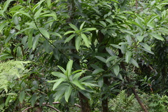 Sapium laurocerasus