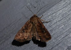 Ichneutica morosa