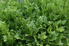 Selaginella plana