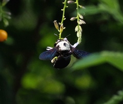 Xylocopa phalothorax
