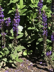 Pieris napi