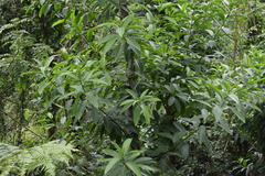 Sapium laurocerasus