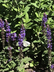 Pieris napi