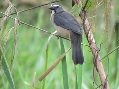 Saltator coerulescens