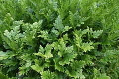Selaginella plana