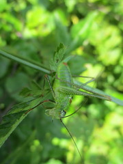 Poecilimon thoracicus