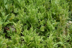 Selaginella plana