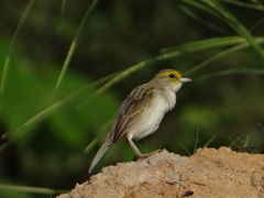 Ammodramus aurifrons