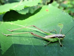 Pachytrachis gracilis