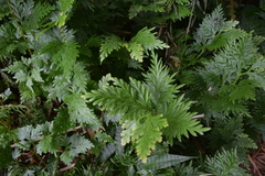 Selaginella plana