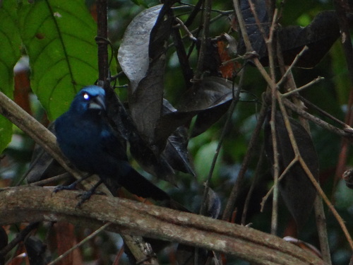 Amazonian Grosbeak (Cyanoloxia rothschildii), photo 2