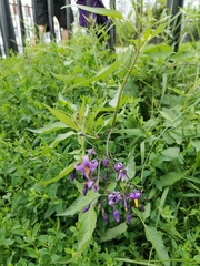 Solanum dulcamara