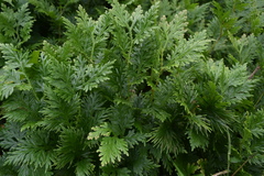 Selaginella plana