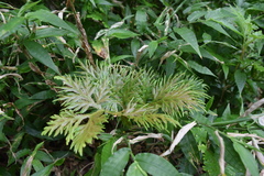 Selaginella plana