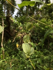 Dioscorea polygonoides
