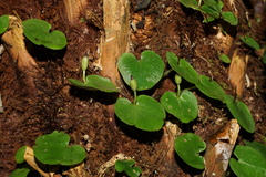 Corybas grumulus