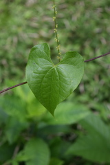 Dioscorea polygonoides