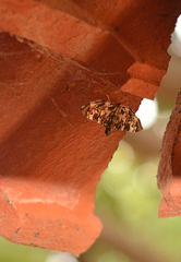 Chabula acamasalis