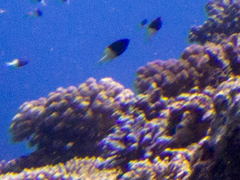 Pycnochromis dimidiatus