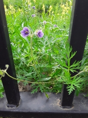 Erodium stephanianum