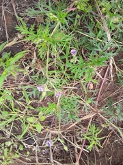Erodium stephanianum