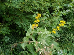 Inula