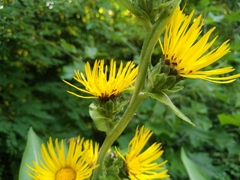 Inula