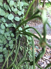 Lepisorus thunbergianus