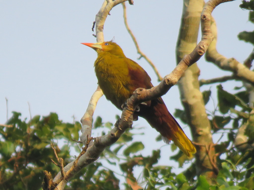 Green Oropendola