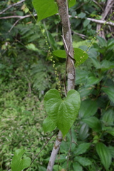 Dioscorea polygonoides