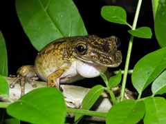 Triprion spatulatus
