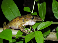 Triprion spatulatus