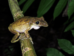 Triprion spatulatus