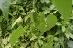 Dioscorea polygonoides