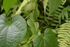 Dioscorea polygonoides